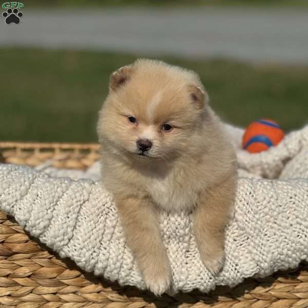 Blaze, Pomeranian Puppy